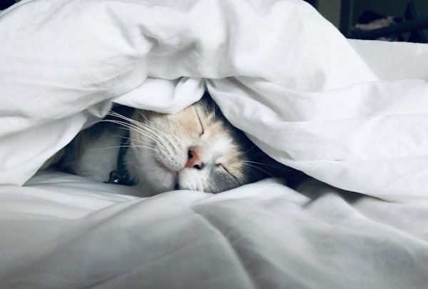質の高い睡眠
